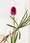 Nigritella miniata